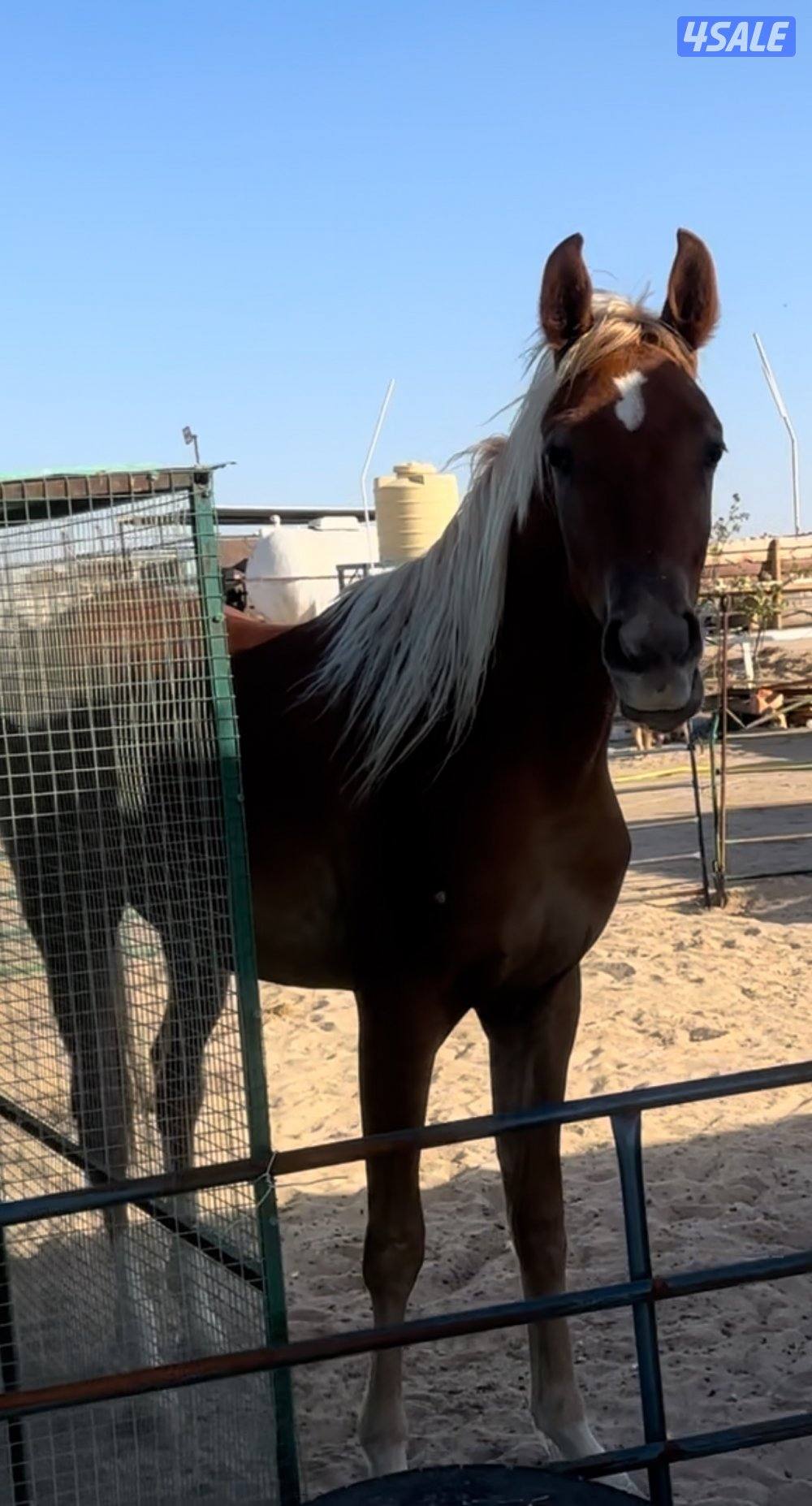 للبيع مجموعه خيل6