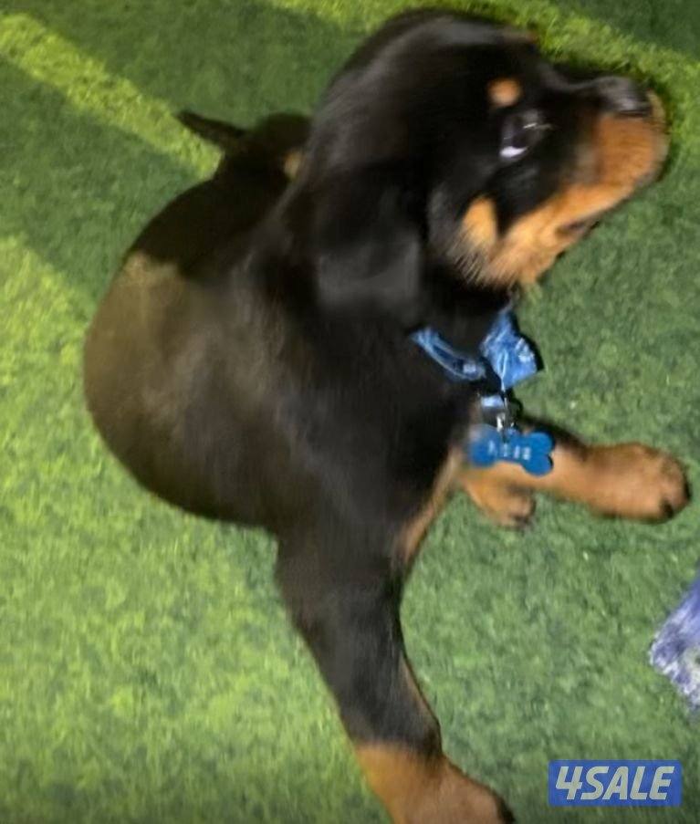 للبيع كلب روت ولر نثيه يوجد دفتر تطعيمات للتواصل واتس اب0