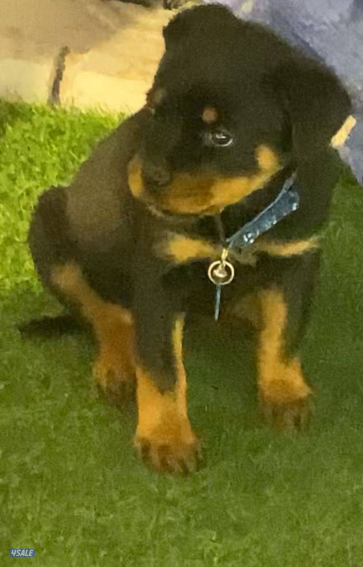 للبيع كلب روت ولر نثيه يوجد دفتر تطعيمات للتواصل واتس اب1