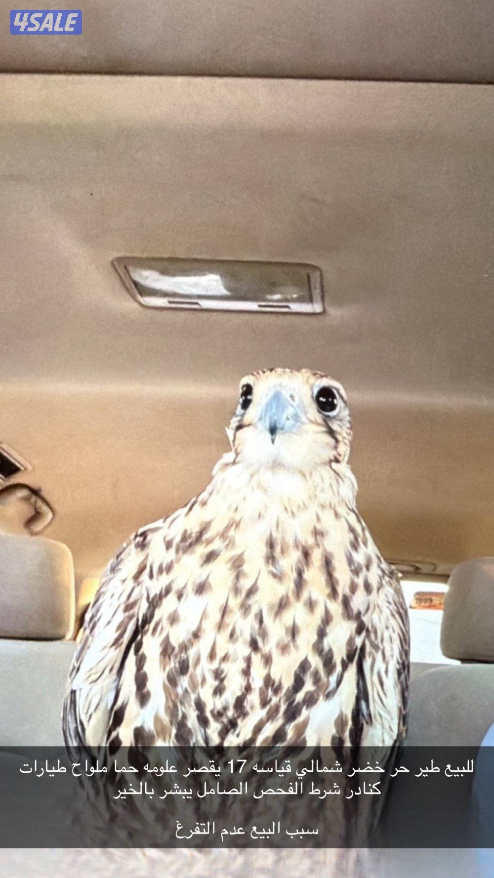 طير حر خضر شمالي0