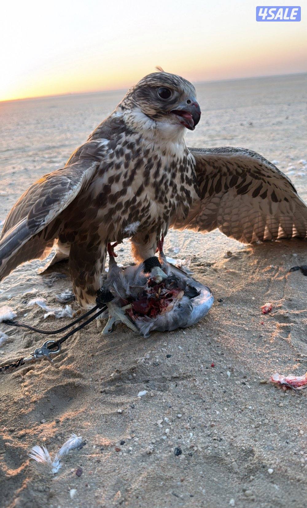 طير حر خضر شمالي2