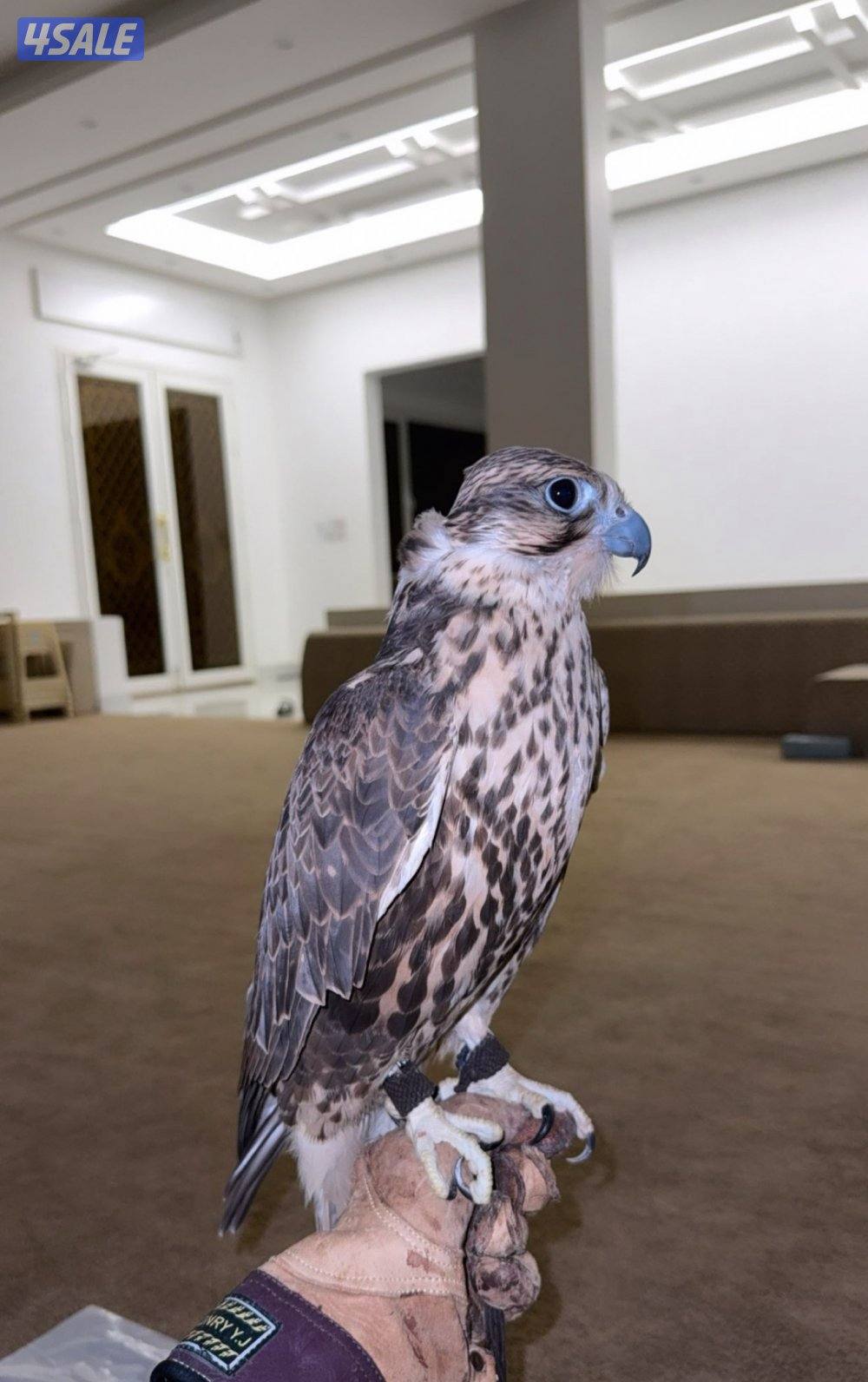 طير حر خضر شمالي1