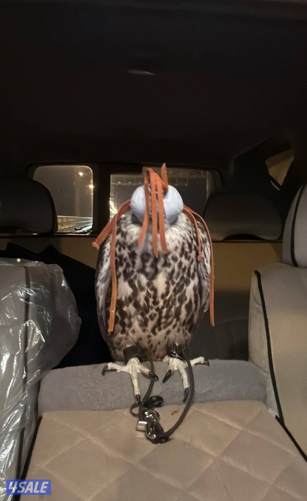 طير حر خضر شمالي3