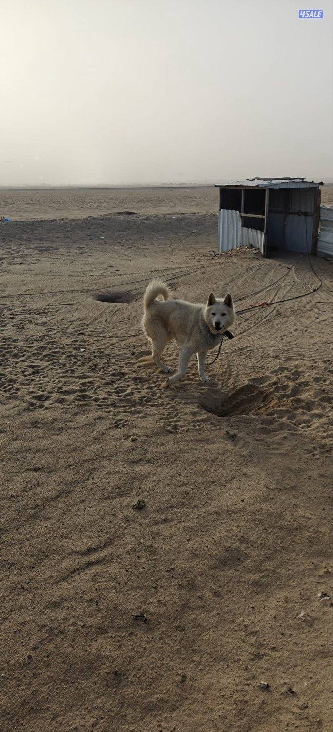 للبيع اللسكا0