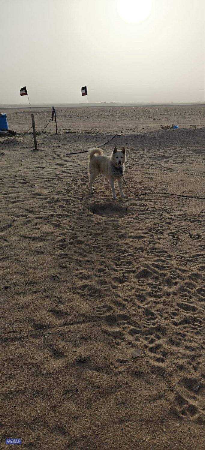 للبيع اللسكا2