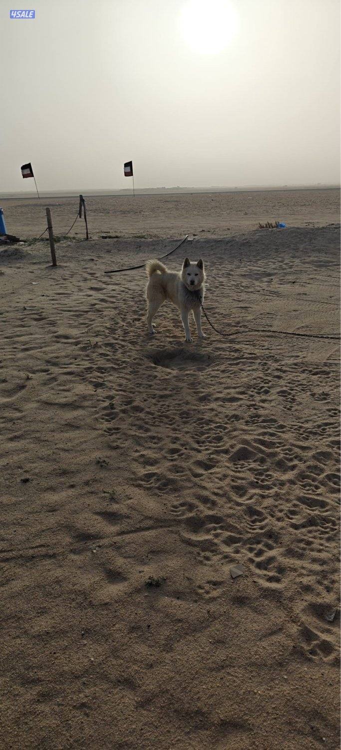 للبيع اللسكا3