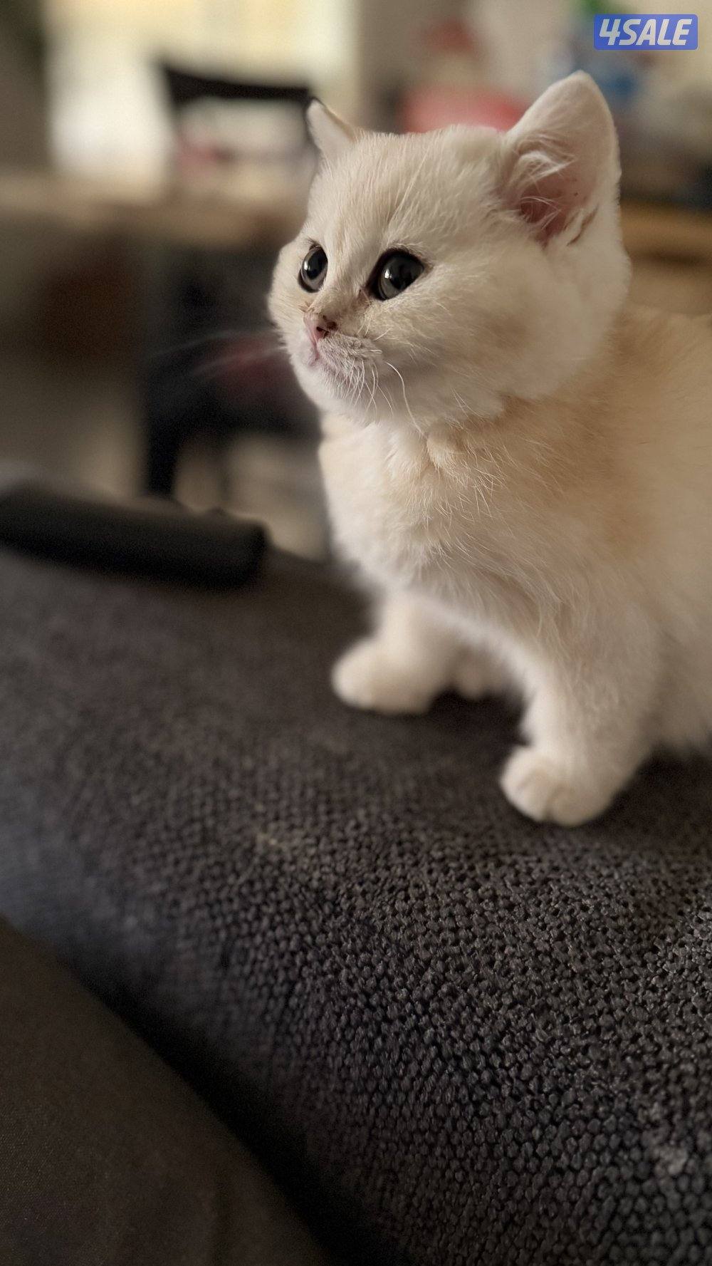 كتن بريتش ذكر بيووور0