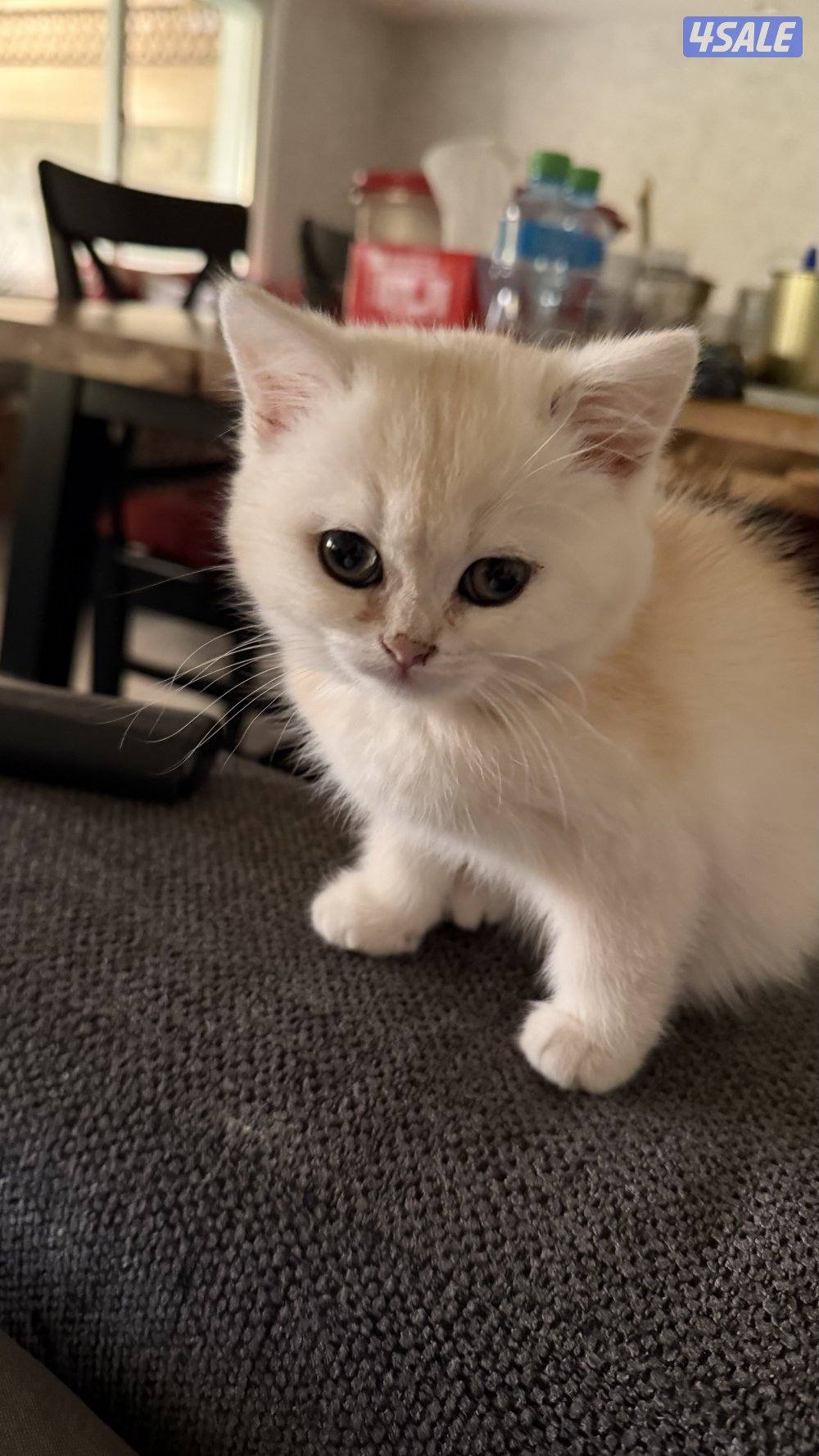 كتن بريتش ذكر بيووور1