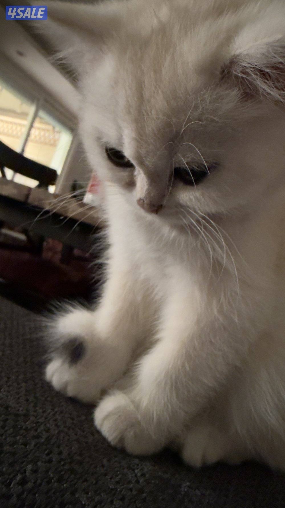 كتن بريتش ذكر بيووور2