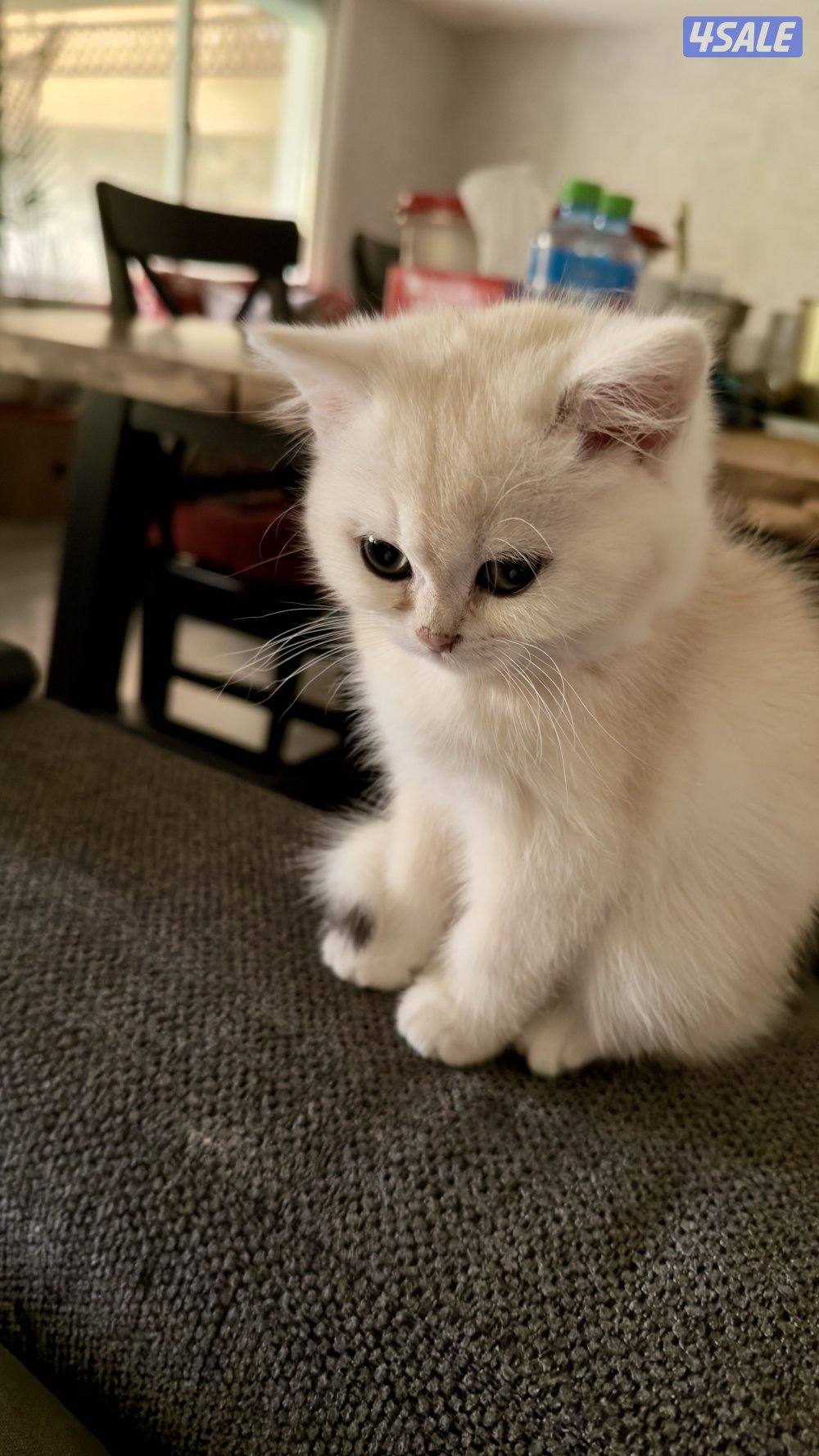 كتن بريتش ذكر بيووور4