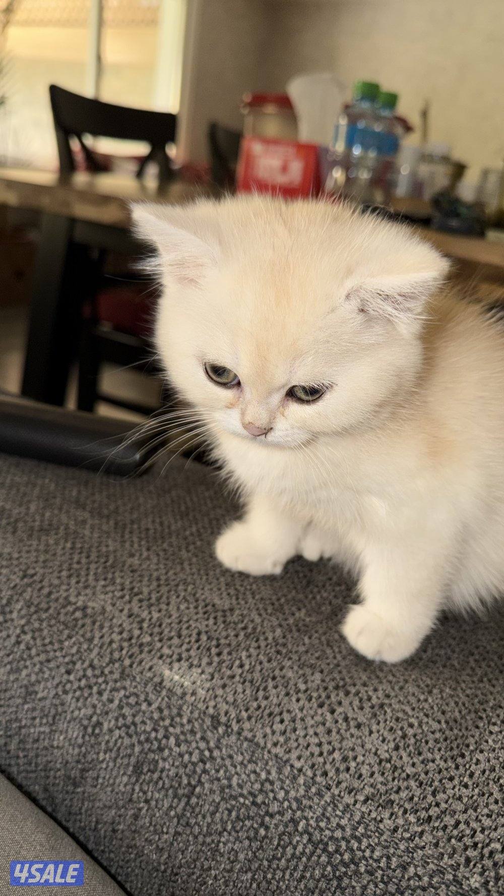 كتن بريتش ذكر بيووور5