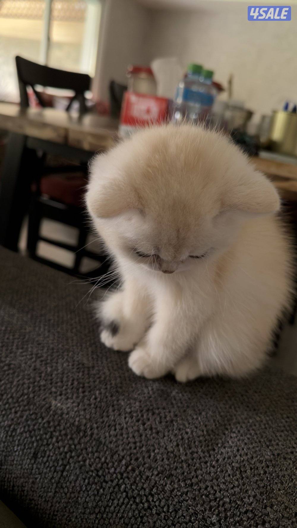 كتن بريتش ذكر بيووور6