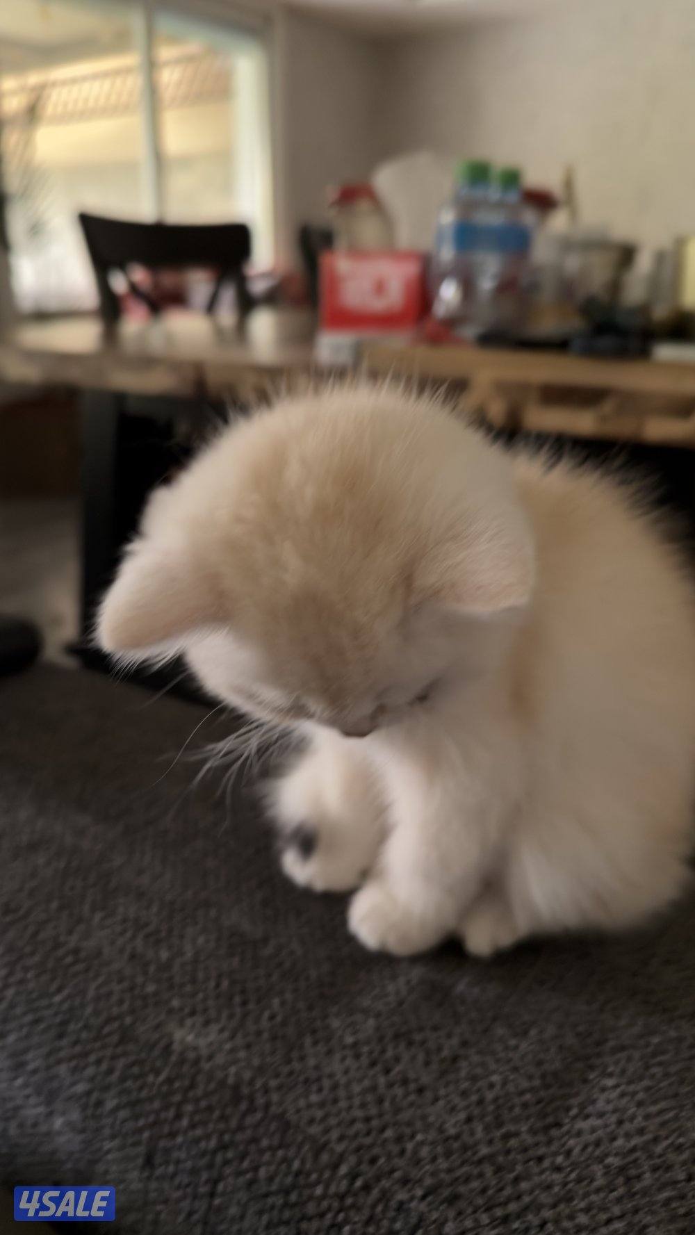 كتن بريتش ذكر بيووور7