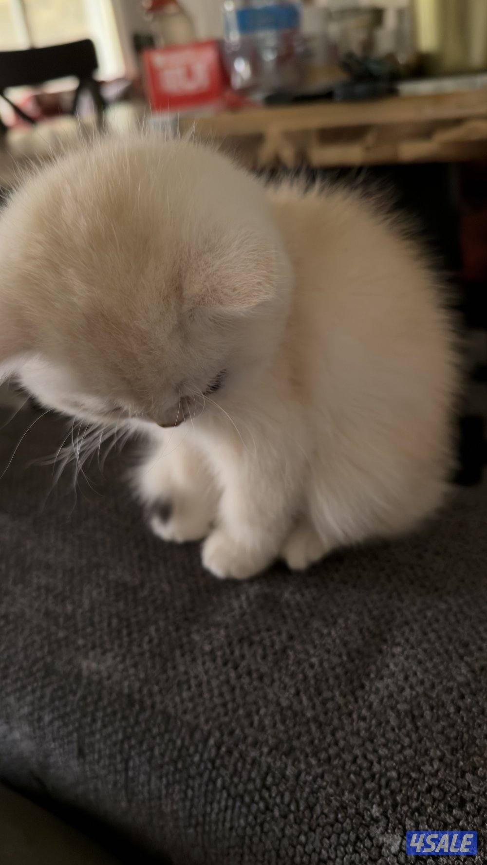 كتن بريتش ذكر بيووور8