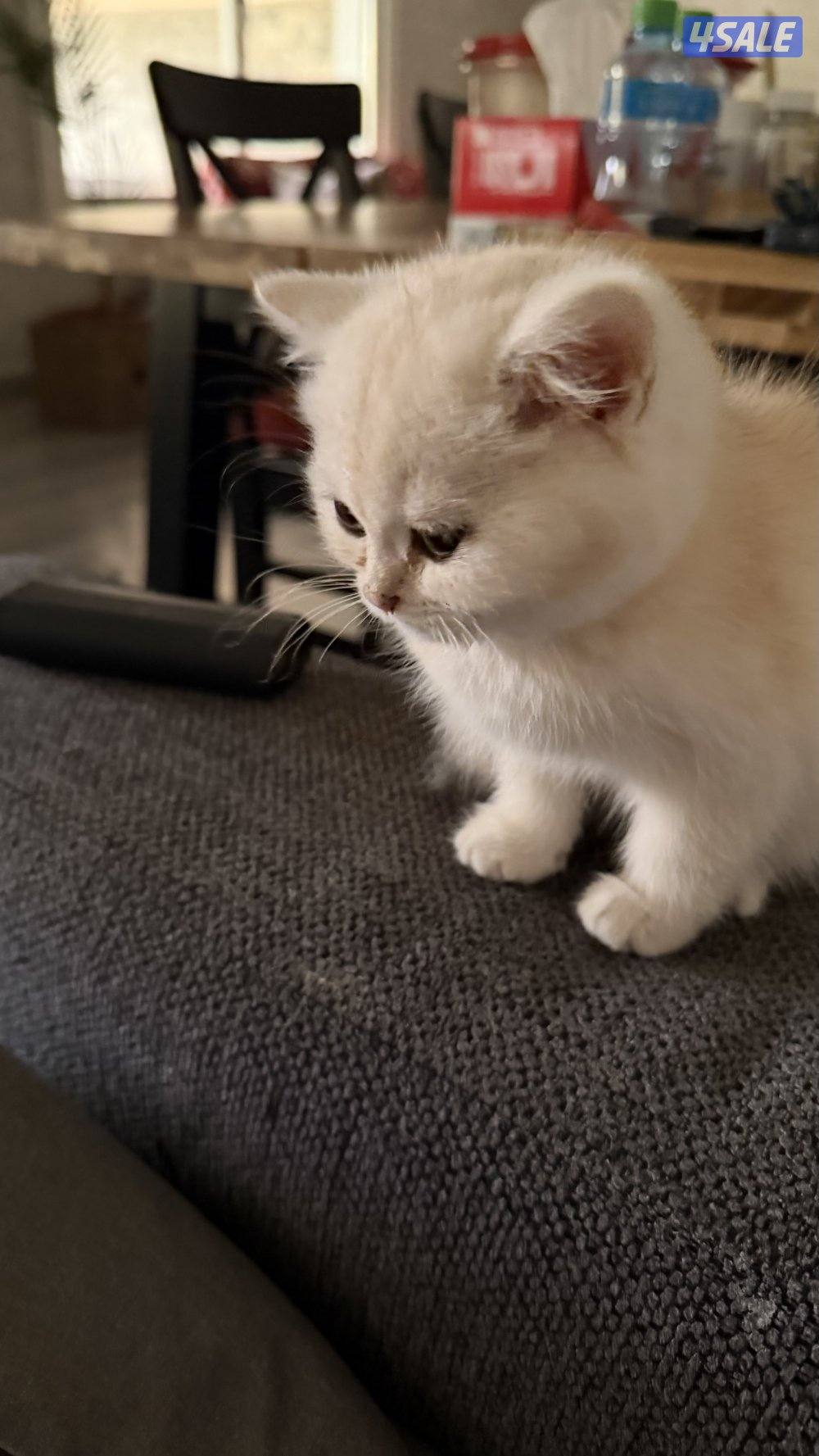 كتن بريتش ذكر بيووور9