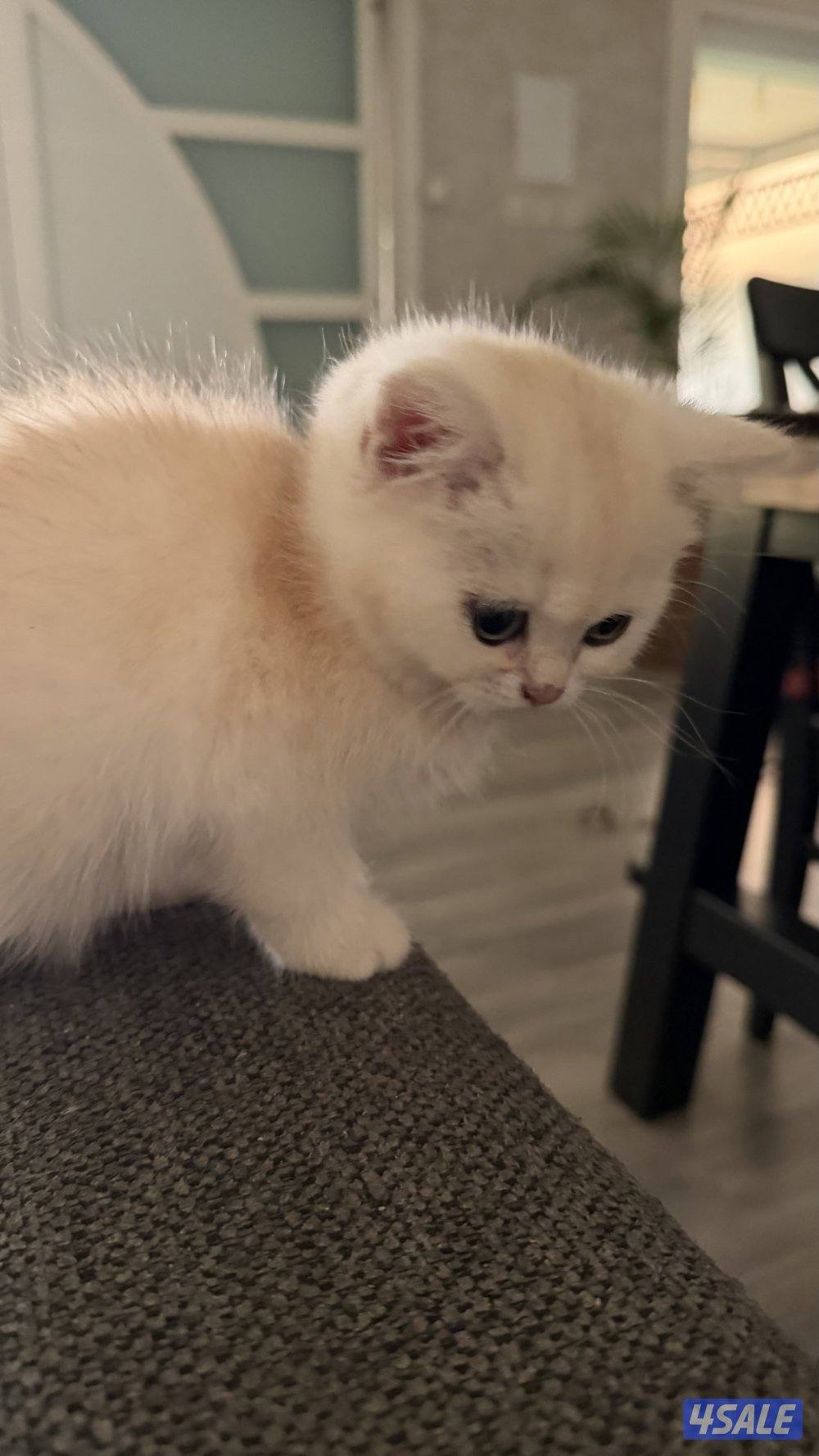 كتن بريتش ذكر بيووور10