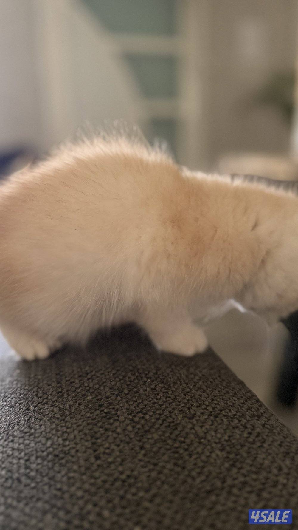 كتن بريتش ذكر بيووور11