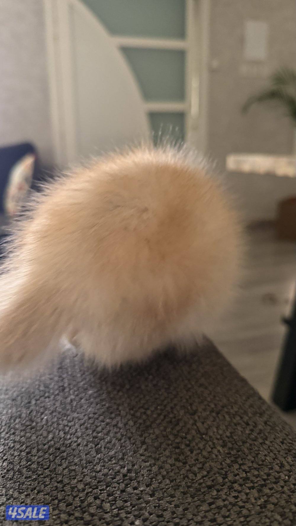 كتن بريتش ذكر بيووور12