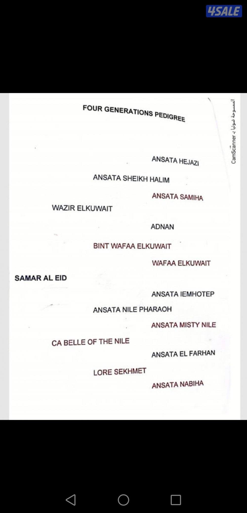 للبيع فرس مصريه بيور مواليد ٢٠٢٢0