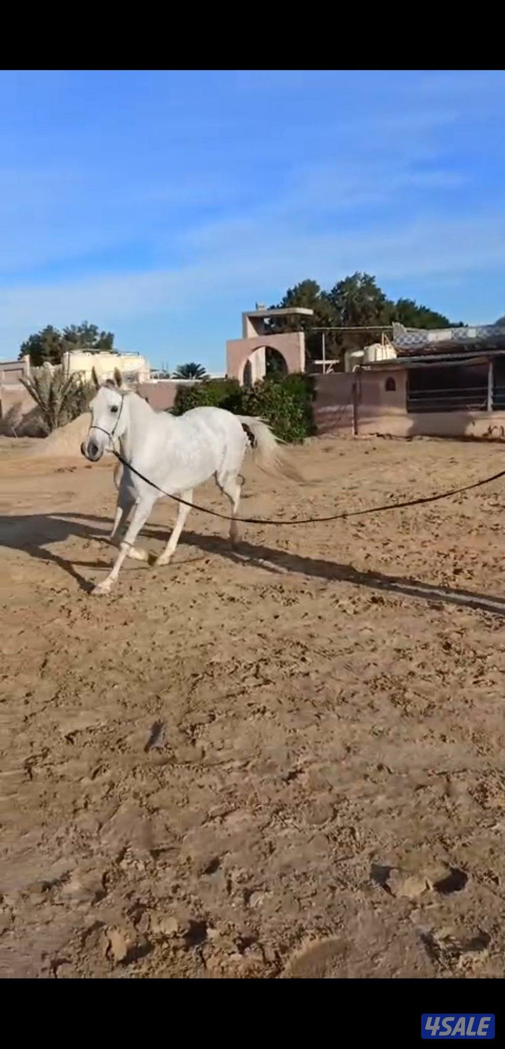 للبيع فرس مصريه بيور مواليد ٢٠٢٢1