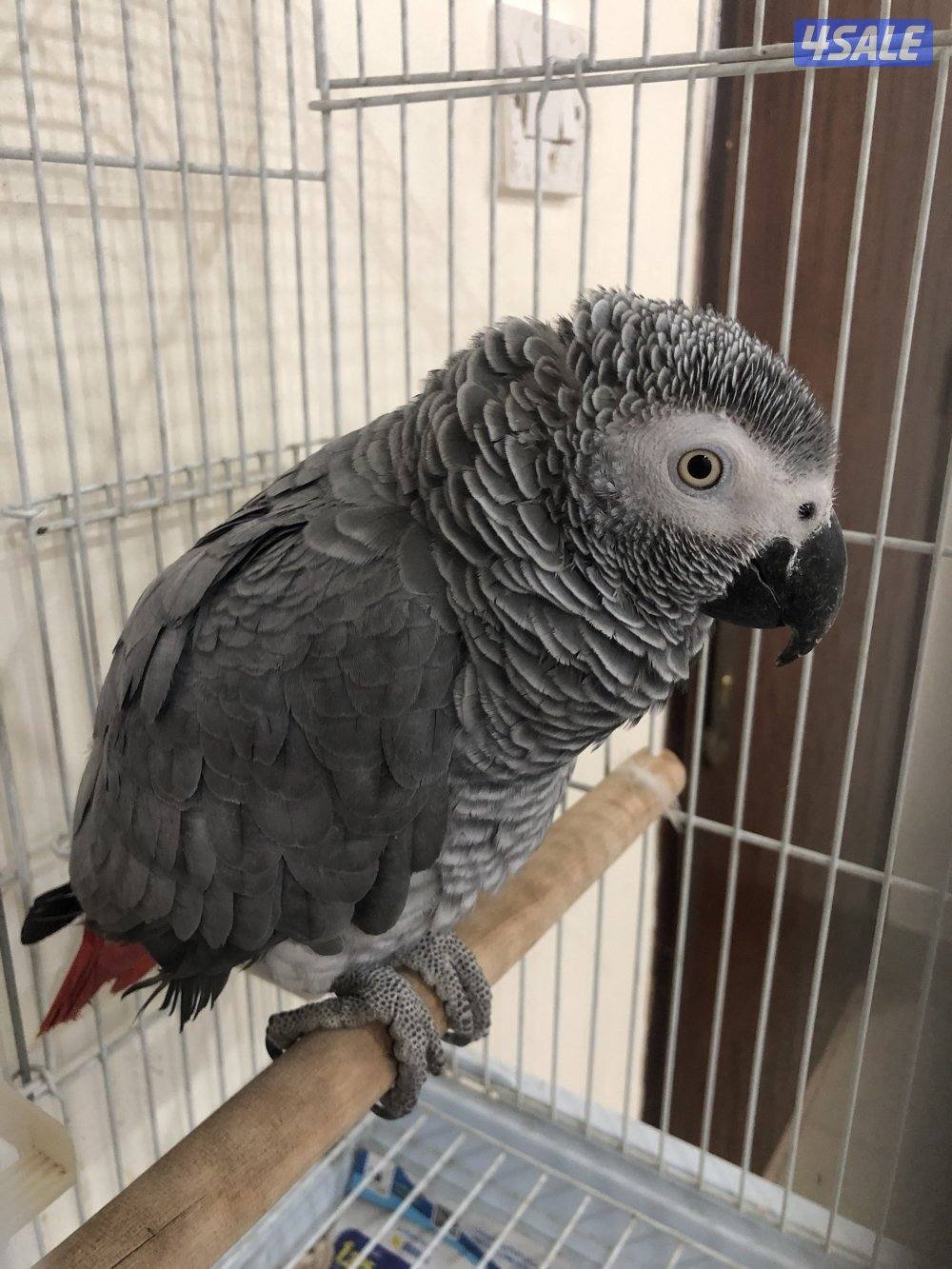 كاسكو هولندي للبيع0