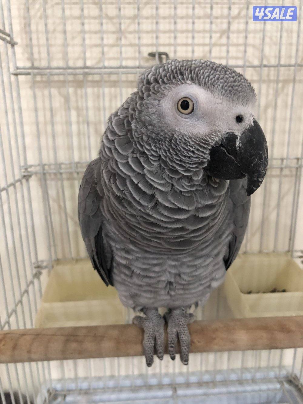 كاسكو هولندي للبيع2