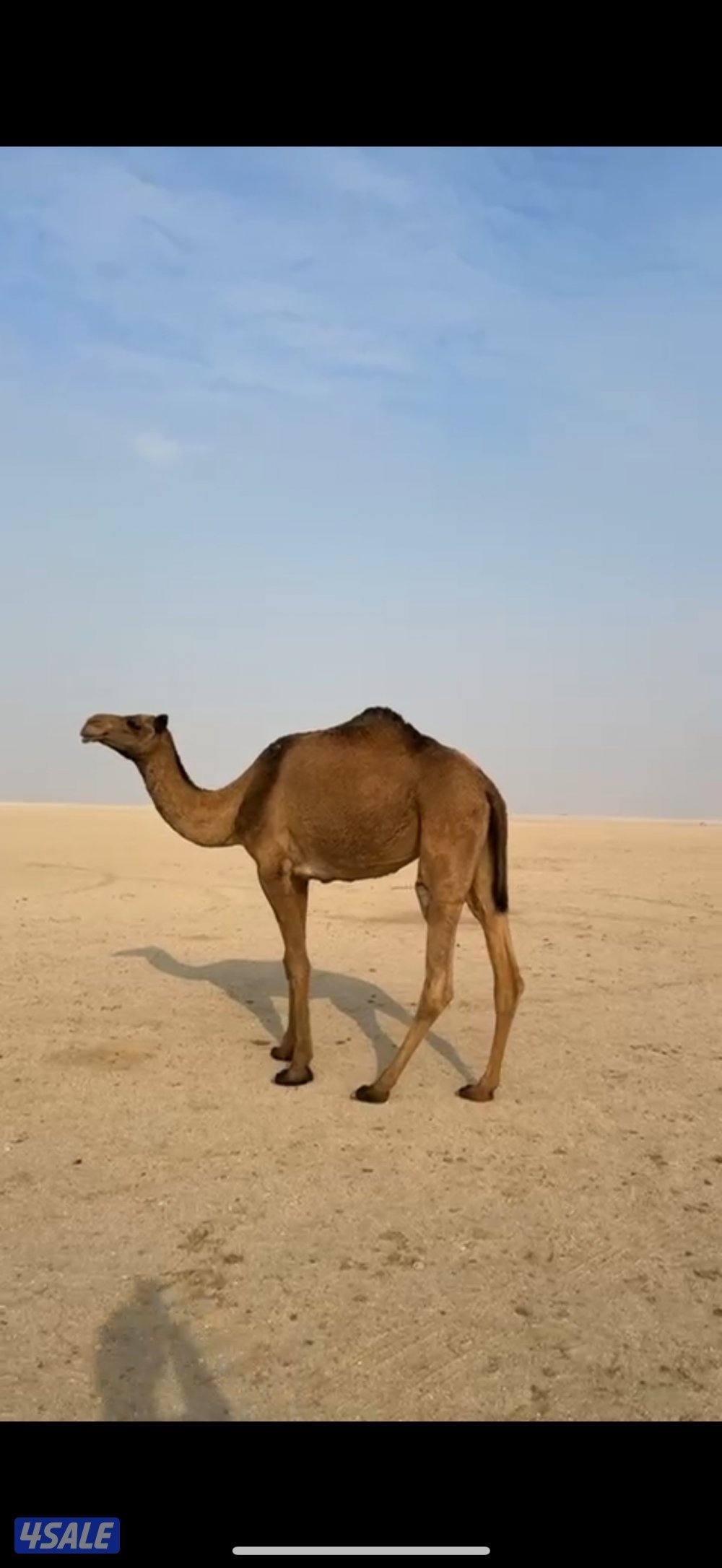 للبيع معشر وخفوت مسحوب ولدها0