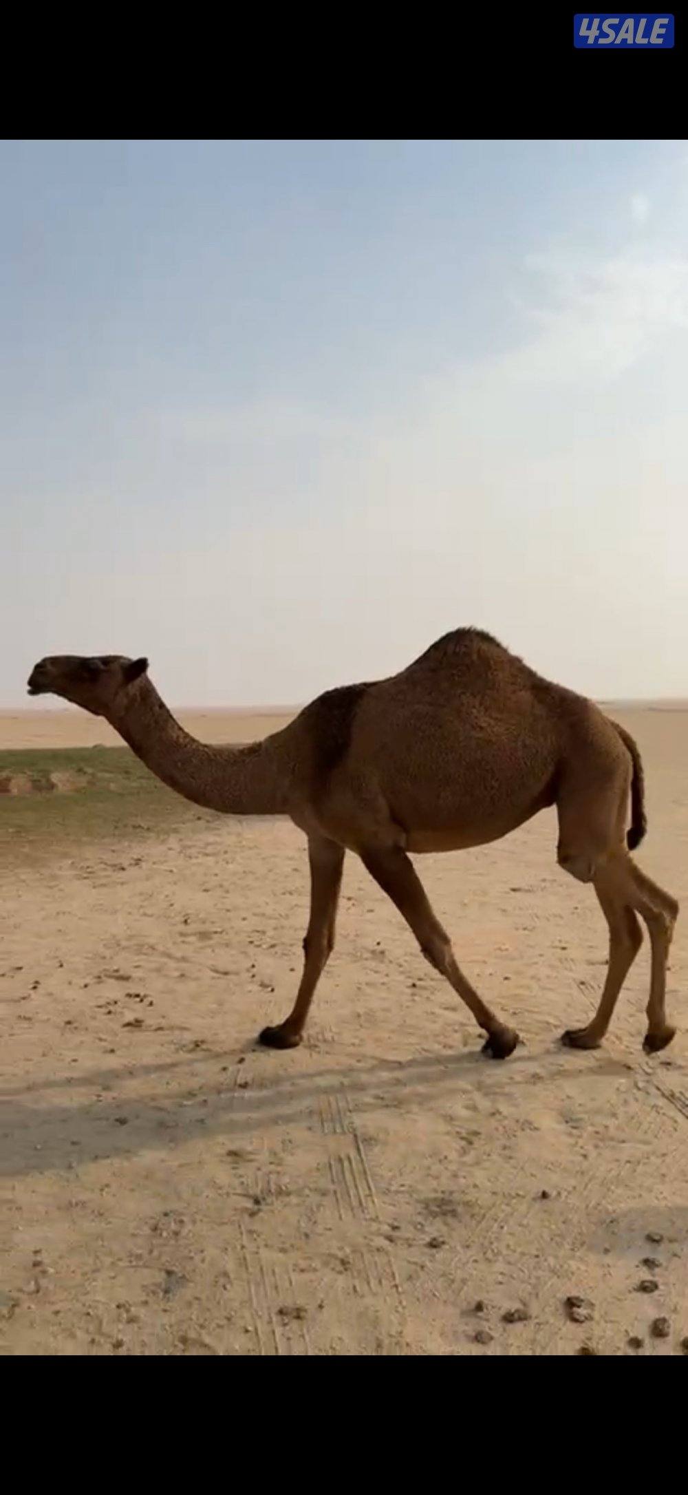 للبيع معشر وخفوت مسحوب ولدها1