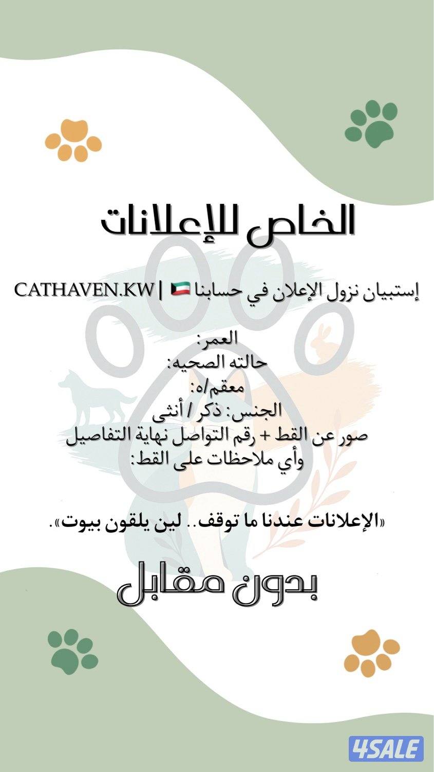 حساب للتبني والإعلانات عن القطط في الكويت0