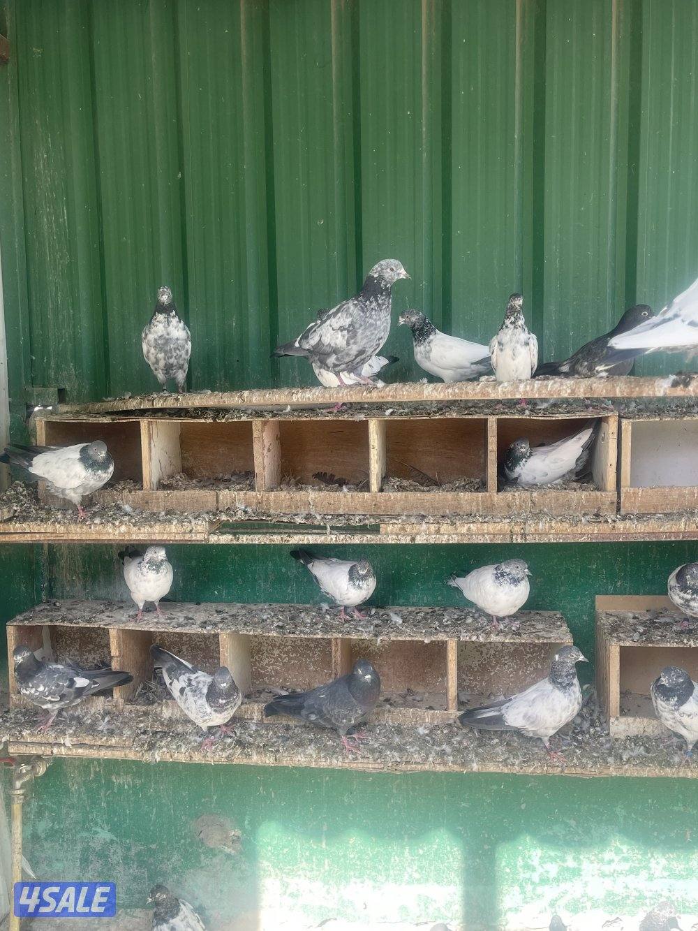 حمام باكستاني بيور0