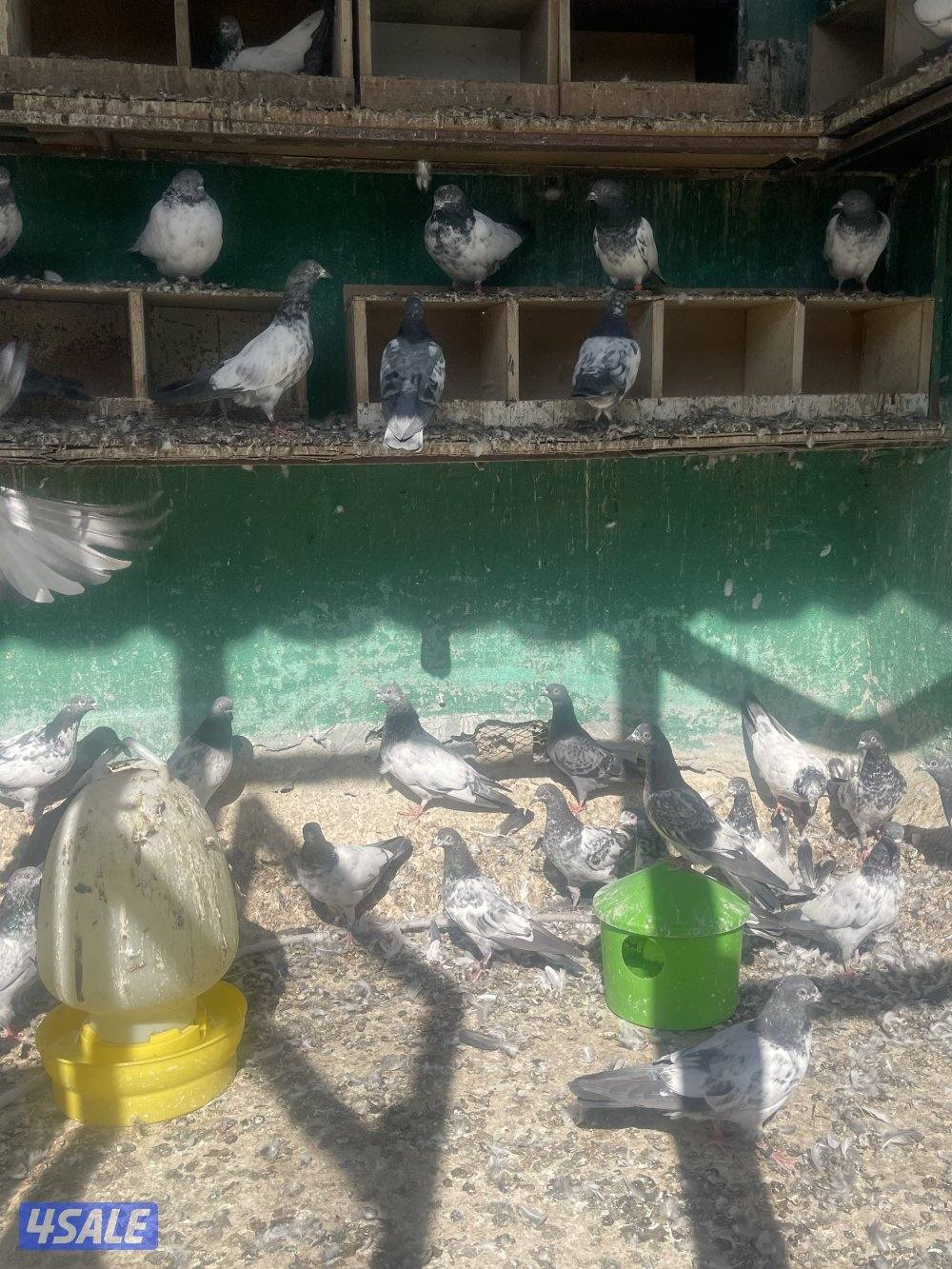 حمام باكستاني بيور3