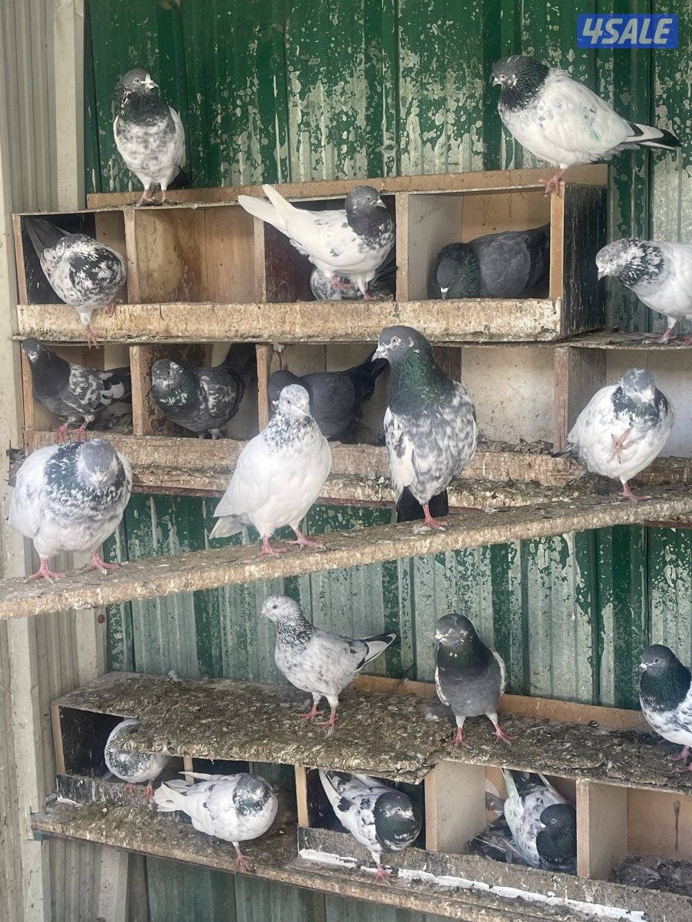 حمام باكستاني بيور4