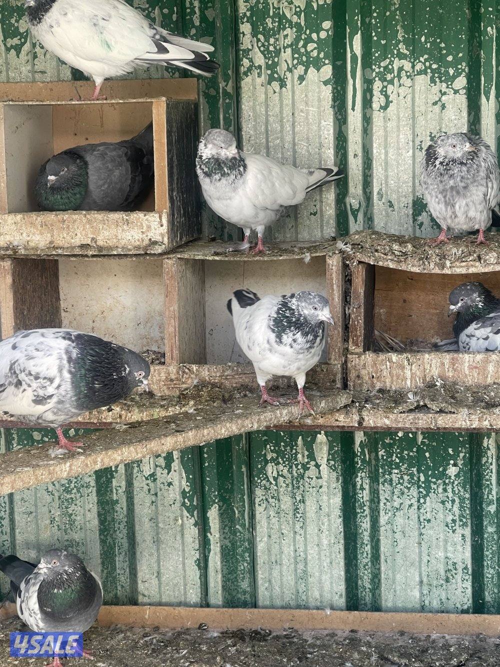 حمام باكستاني بيور5