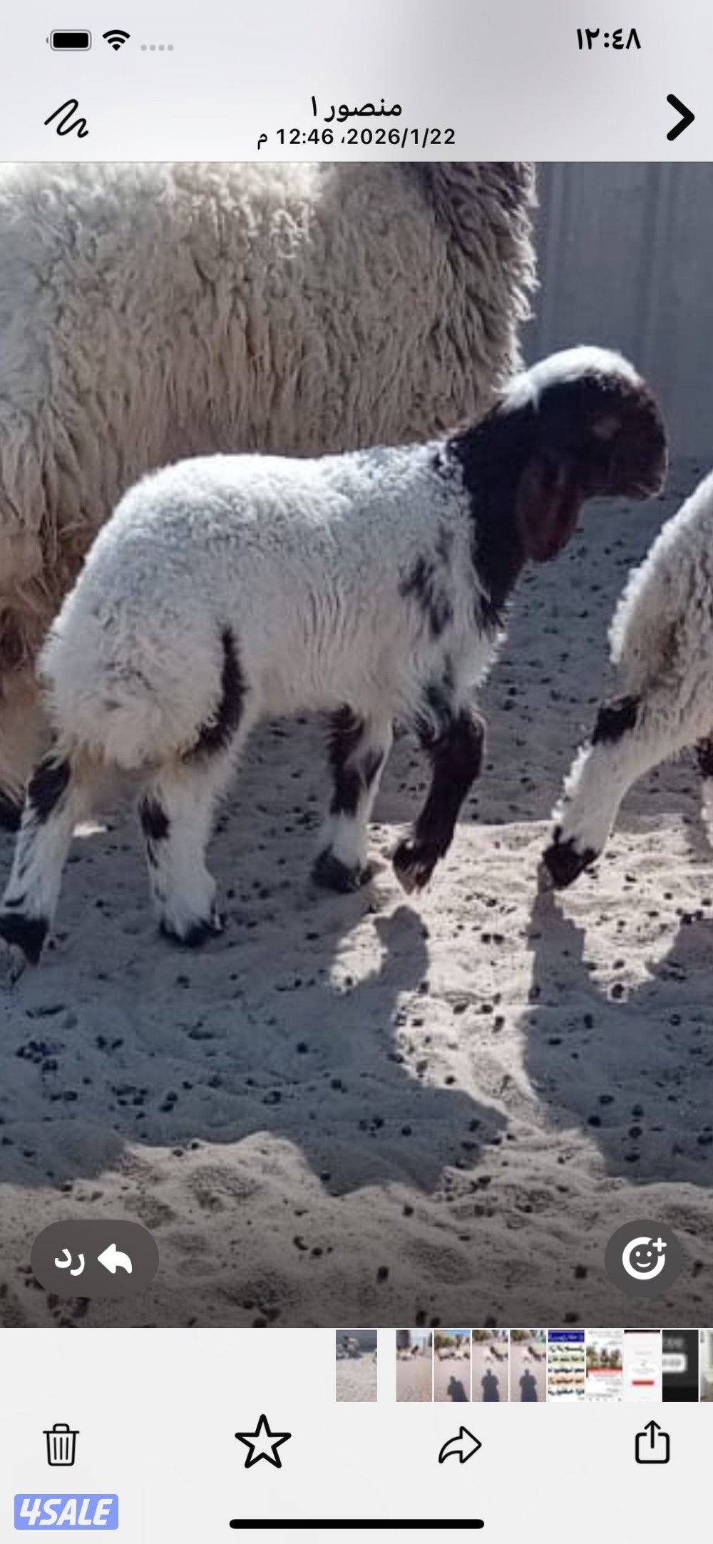 الجاخور علا الشارع بين قطعه ٨ و٩0