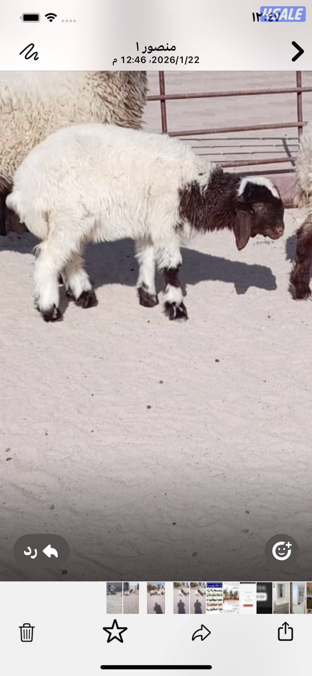 الجاخور علا الشارع بين قطعه ٨ و٩1