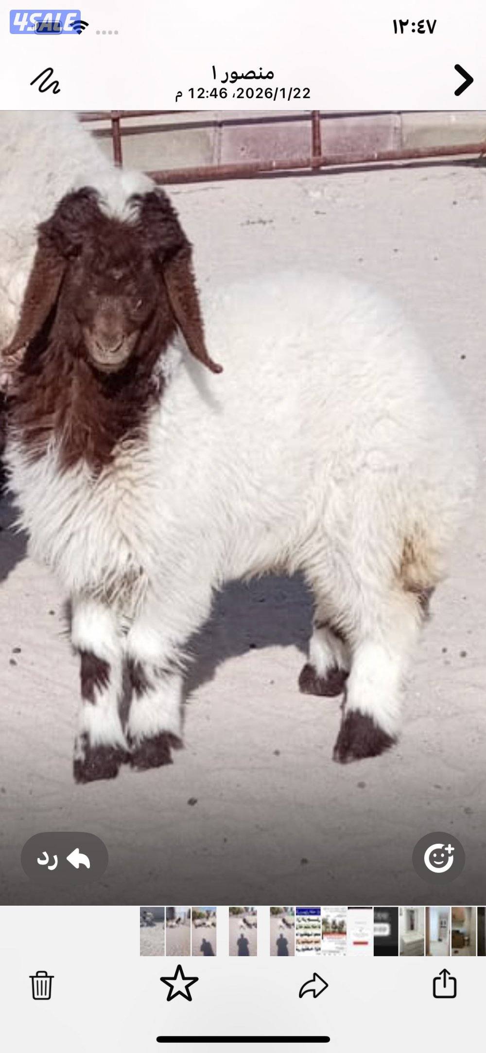 الجاخور علا الشارع بين قطعه ٨ و٩2