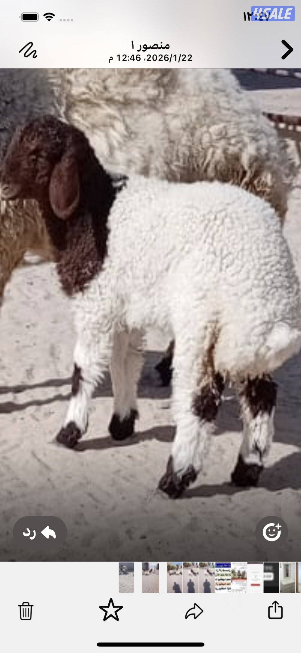 الجاخور علا الشارع بين قطعه ٨ و٩3