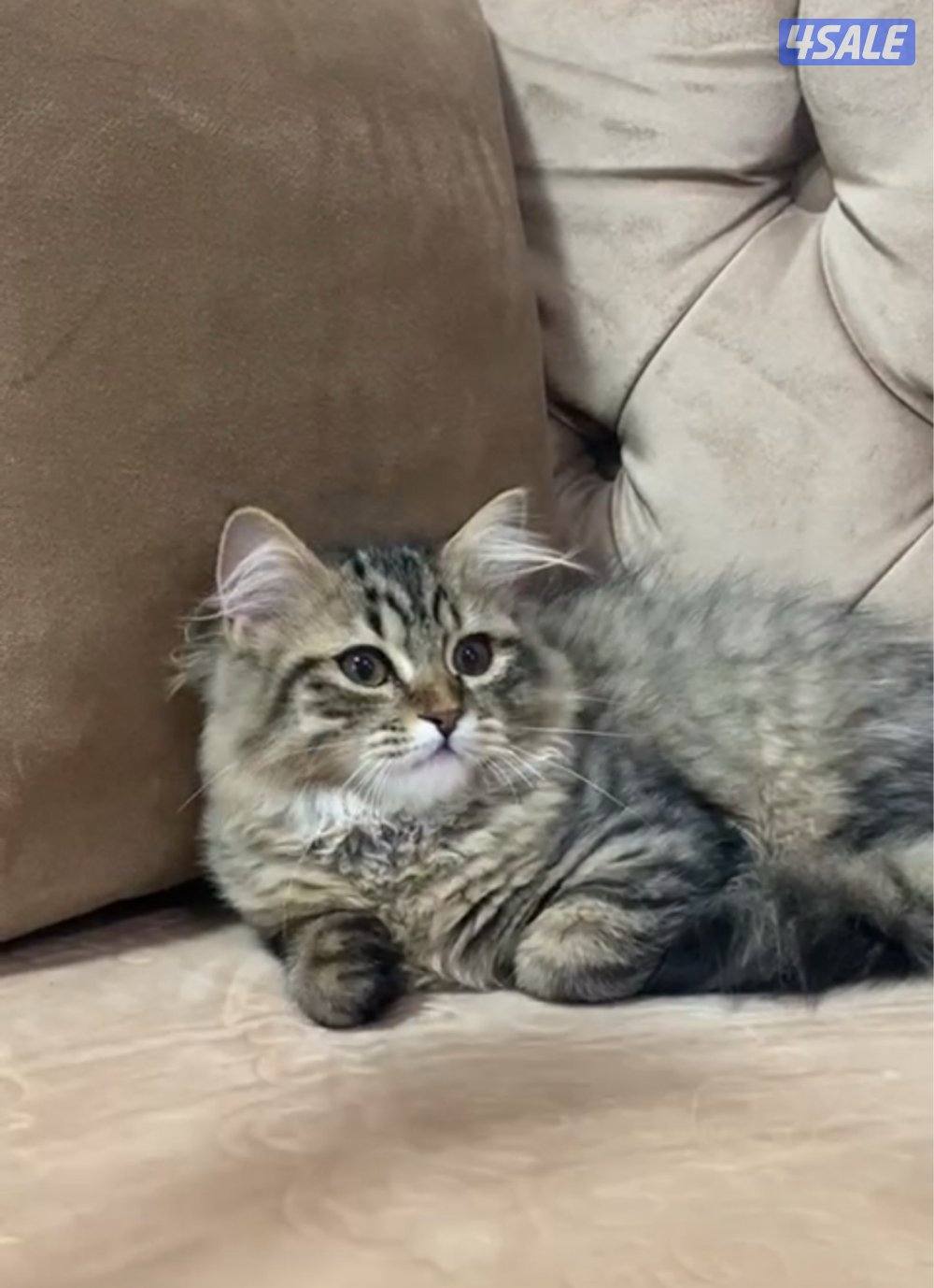 قطط للبيع4