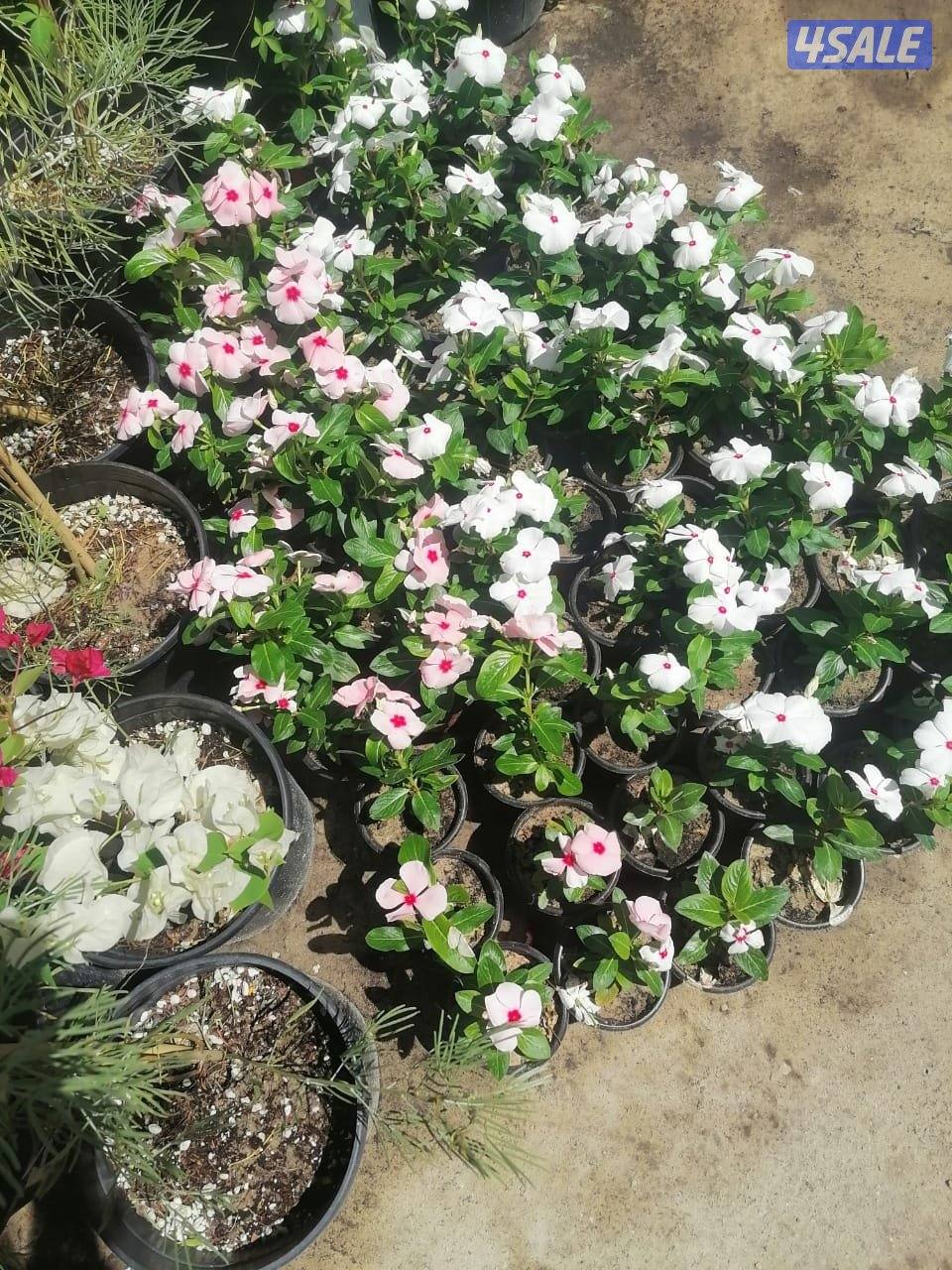 بيع وتركيب الثيل الصناعي والطبيعي وشبكات الري والسياج التركي12