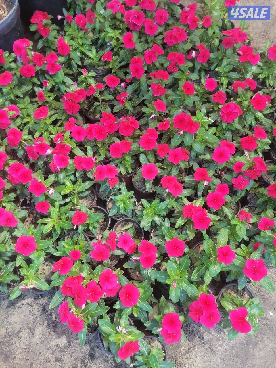 بيع وتركيب الثيل الصناعي والطبيعي وشبكات الري والسياج التركي11