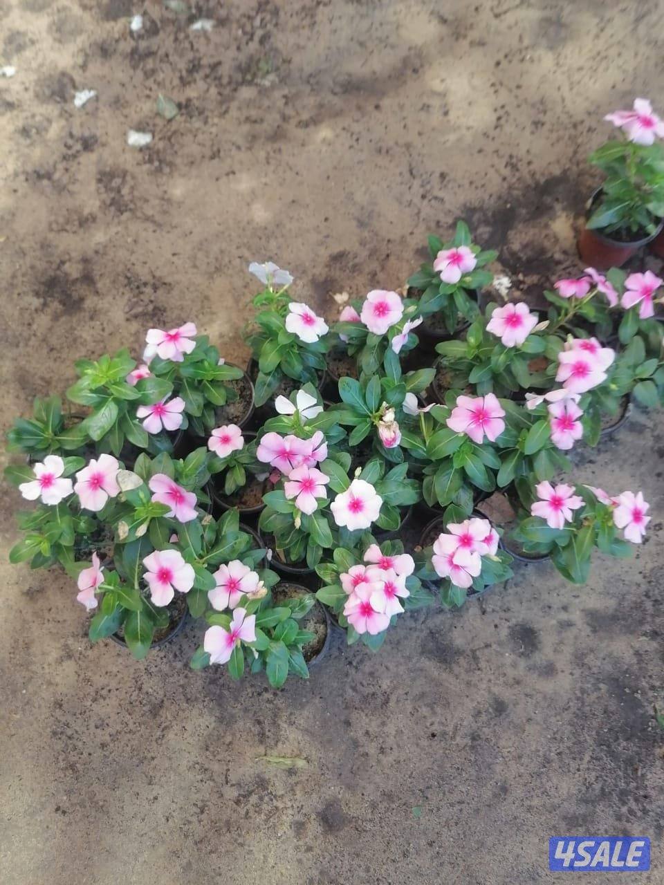 بيع وتركيب الثيل الصناعي والطبيعي وشبكات الري والسياج التركي13