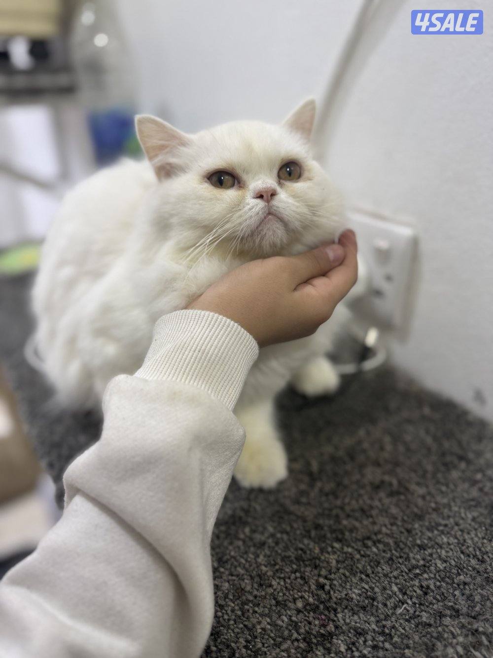 للبيع التواصل للجادين فقط3