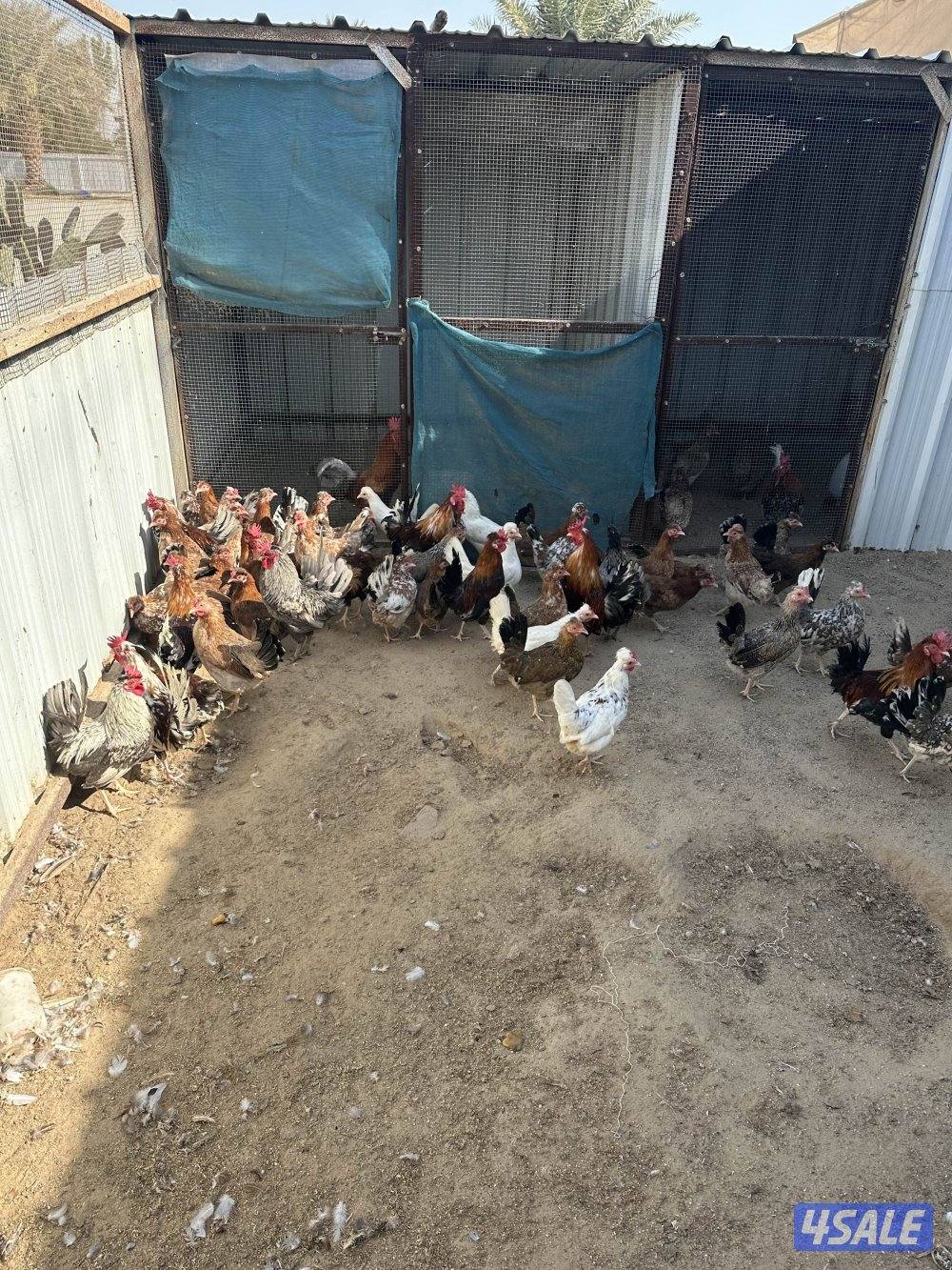 دجاج عربي حبيشيات1