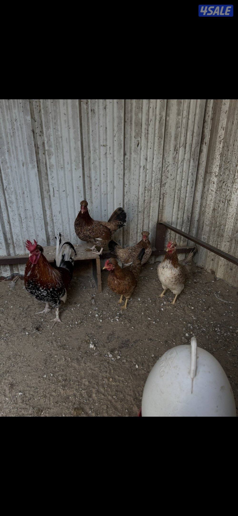 دجاج عربي حبيشيات2