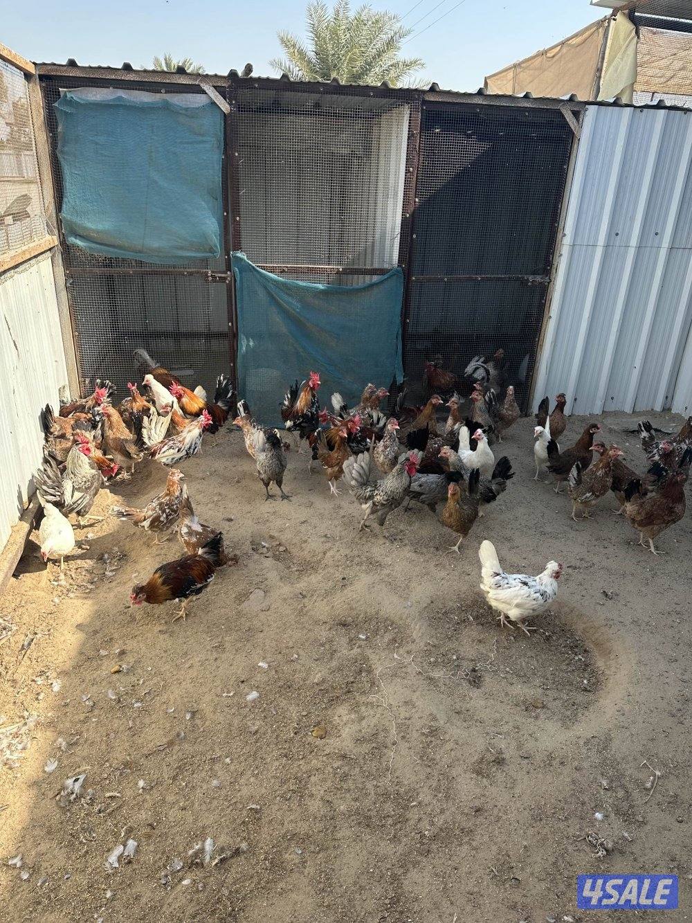 دجاج عربي حبيشيات3