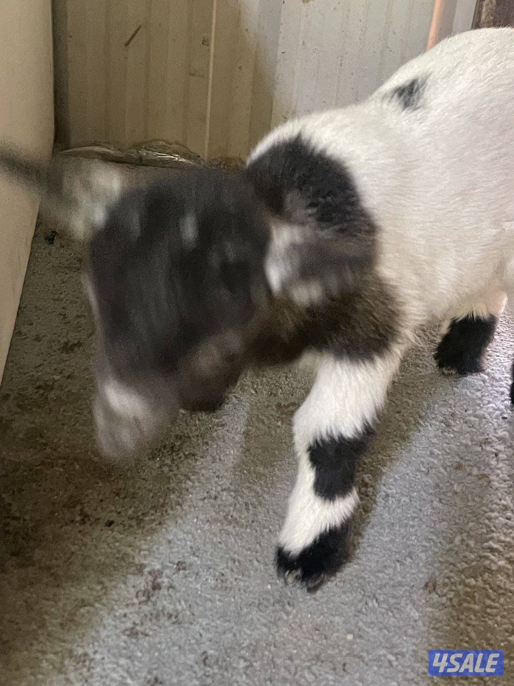 للبيع تيس جيكي العمر اقل من سبوع0