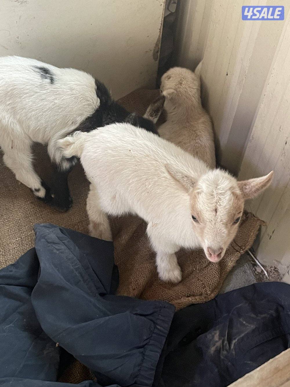 للبيع تيس جيكي العمر اقل من سبوع1