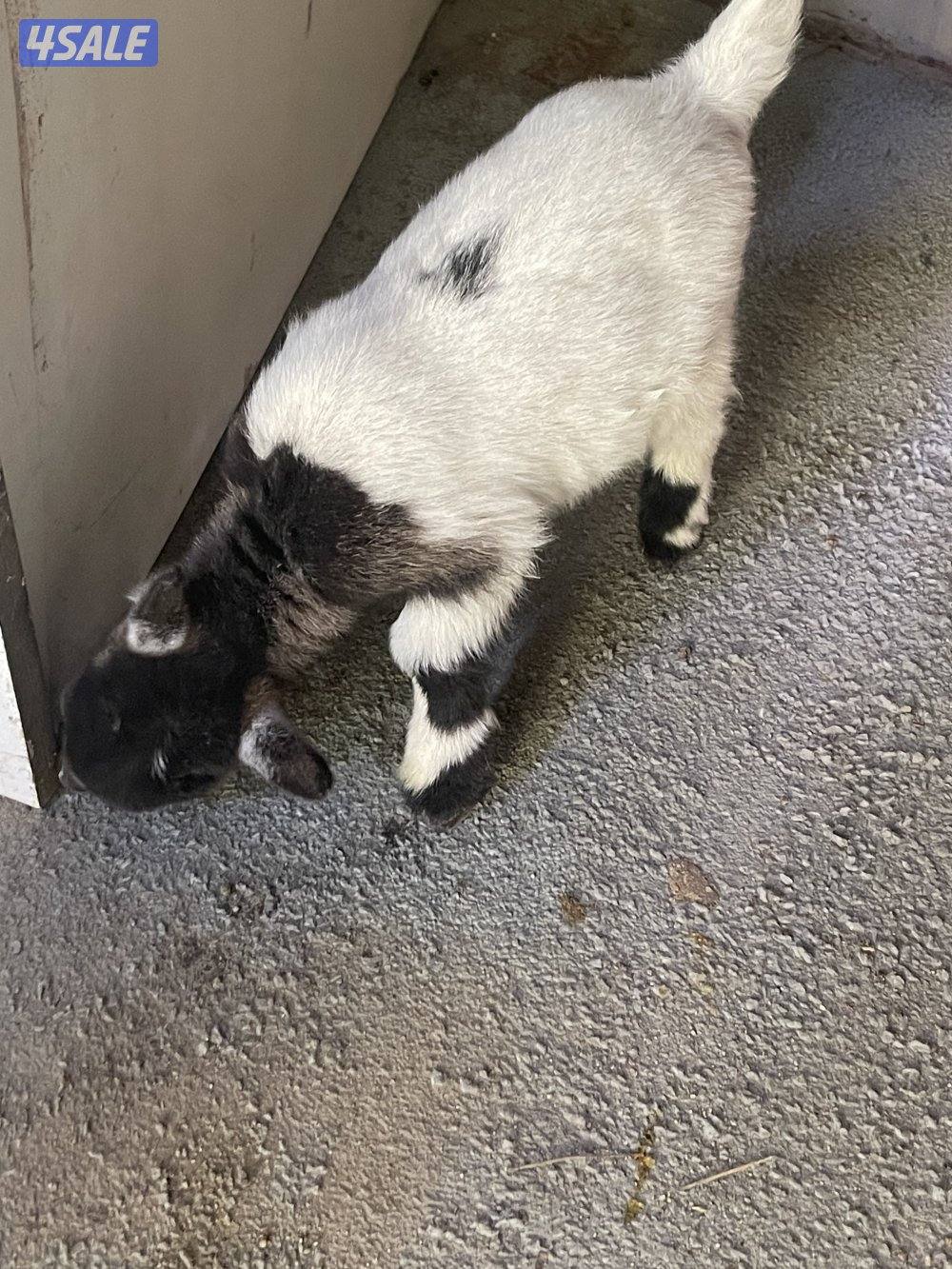 للبيع تيس جيكي العمر اقل من سبوع2