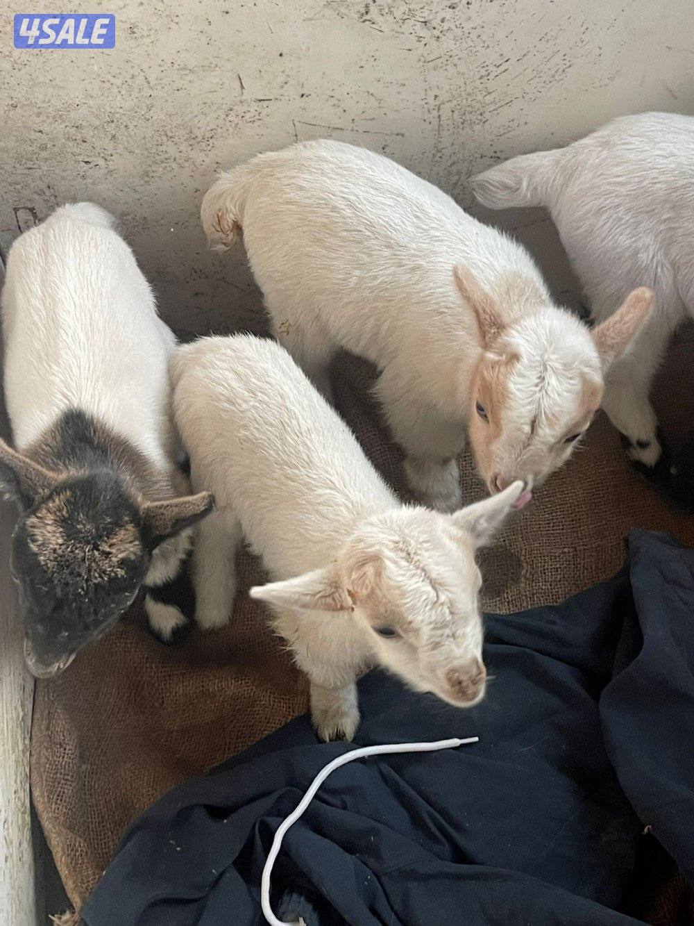 للبيع تيس جيكي العمر اقل من سبوع5