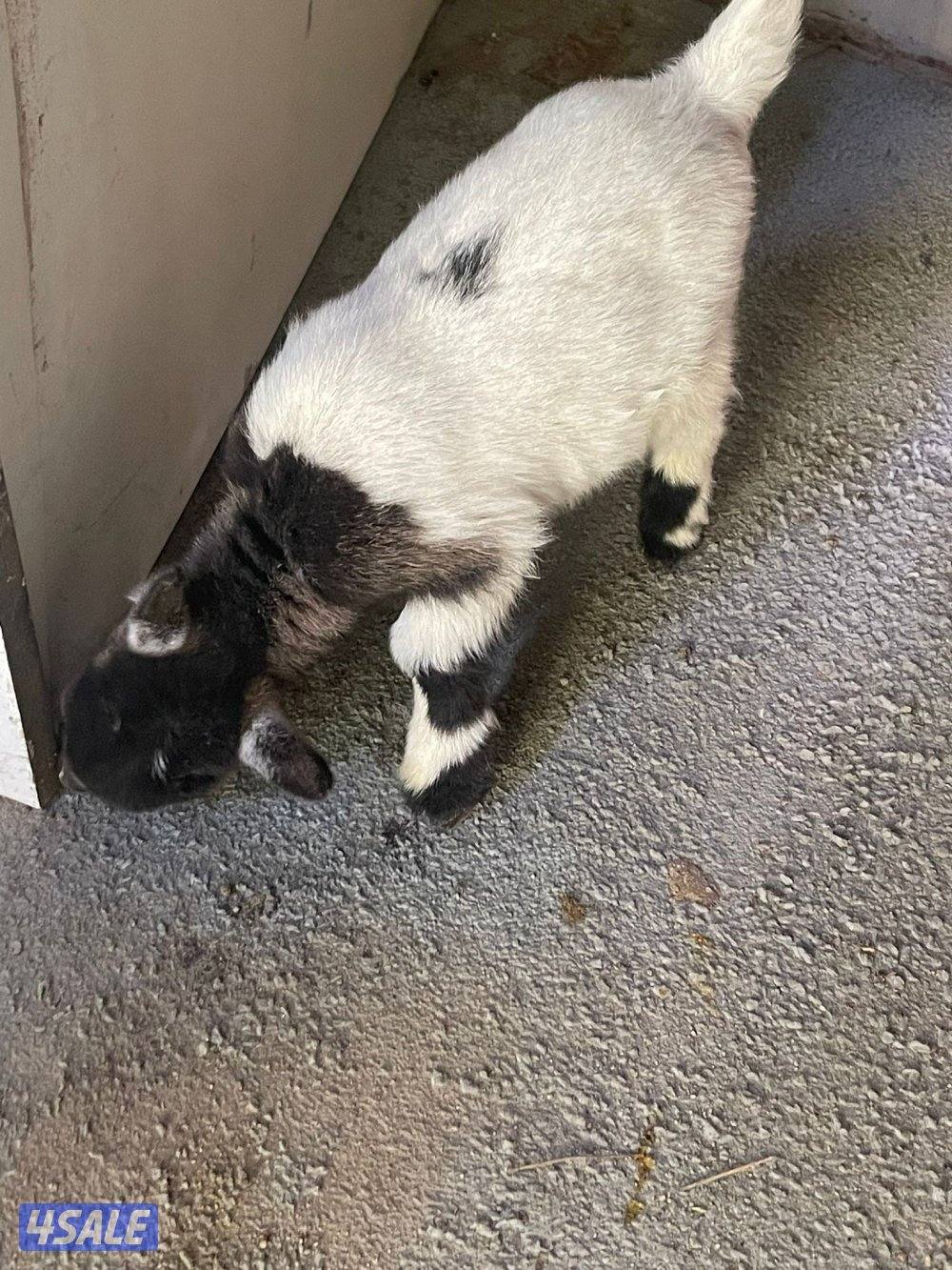 للبيع تيس جيكي العمر اقل من سبوع7